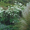 rośliny ozdobne - Zawilec ANDREA ATKINSON  Anemone hybride /C2