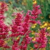 sadzonki -  Kłosowiec HEATWAVE  Agastache hybride 'Heatwave'