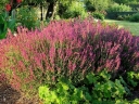 sadzonki - Kłosowiec HEATWAVE  Agastache hybride 'Heatwave'