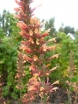sadzonki -  Kłosowiec KOLIBRI  Agastache hybride 'Kolibri'