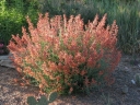 rośliny ogrodowe - Kłosowiec KOLIBRI  Agastache hybride 'Kolibri'