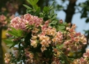 rośliny ozdobne - Laburnocytisus Adama  Laburnocytisus adamii C2/40-60cm