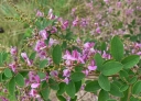 rośliny ozdobne - Lespedeza bicolor /C5
