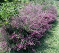 rośliny ozdobne - Lespedeza bicolor /C5