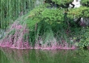 rośliny ogrodowe - Lespedeza bicolor /C5