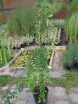 sadzonki - Lespedeza bicolor /C5