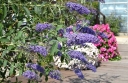 sklep ogrodniczy - Budleja REVE DE PAPILLON BLUE 'Minpap 3'  Buddleja davidii