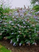 rośliny ogrodowe - Budleja REVE DE PAPILLON BLUE 'Minpap 3'  Buddleja davidii