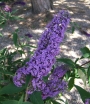 sadzonki - Budleja REVE DE PAPILLON BLUE 'Minpap 3'  Buddleja davidii