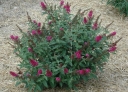 rośliny ozdobne - Budleja karłowa 'MISS RUBY'  Buddleja davidii /C3