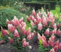 rośliny ogrodowe - Hortensja wiechowata Pinky Winky /C5 *20