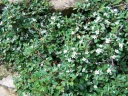 sklep ogrodniczy -  Irga Dammera Major (Cotoneaster dammeri Major) P9 *K2