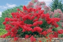 sadzonki - Lagerstroemia indica PETIT RED