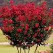 sklep ogrodniczy - Lagerstroemia indica PETIT RED
