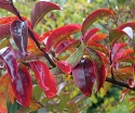 rośliny ogrodowe - Lagerstroemia indica PETIT RED
