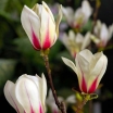 rośliny ogrodowe - Magnolia concinna SUNRISE C3/40-50cm