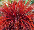 sklep ogrodniczy - Uncinia rubra FIREDANCE