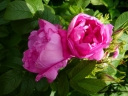 rośliny ogrodowe -  Róża pomarszczona Pink Pavement "Hanbau" hybrid rugosa