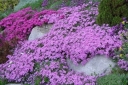 sadzonki -  Płomyk darniowy FIOLETOWY Floks  Phlox subulata P9