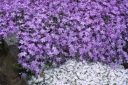 rośliny ogrodowe - Płomyk darniowy FIOLETOWY Floks  Phlox subulata P9