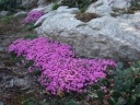 sklep ogrodniczy - Płomyk darniowy FIOLETOWY Floks  Phlox subulata P9