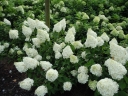 rośliny ogrodowe - Hortensja bukietowa POLAR BEAR®  Hydrangea paniculata 'Polar Bear' /C5