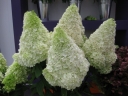 sadzonki - Hortensja bukietowa POLAR BEAR®  Hydrangea paniculata 'Polar Bear' /C5