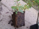 rośliny ogrodowe - Irga Dammera Major (Cotoneaster dammeri Major) P9 *K2