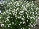 sklep ogrodniczy -  Kalina Burkwooda ANNE RUSSELL Viburnum ×burkwoodii C5/60cm *21