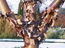 rośliny ozdobne -  Klon strzępiastokory (Acer griseum) C7,5/80cm *6