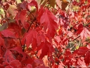 rośliny ozdobne - Klon strzępiastokory (Acer griseum) C7,5/80-100cm *K6