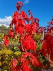 rośliny ogrodowe - Klon strzępiastokory (Acer griseum) C7,5/80-100cm *K6