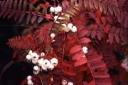 rośliny ogrodowe - Jarzębina biała  Sorbus koehneana C10/Pa120cm/obw.4-5cm