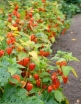 sklep ogrodniczy - Miechunka rozdęta  Physalis alkekengi C2