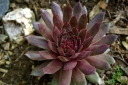 rośliny ogrodowe - Rojnik ogrodowy  Sempervivum hybridum MIX