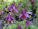 sklep ogrodniczy -  Orlik ogrodowy  Aquilegia