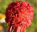 rośliny ozdobne -  Jeżówka SUMMER SAMBA Echinacea