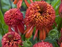 sadzonki - Jeżówka SUMMER SAMBA Echinacea