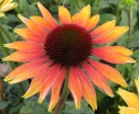 rośliny ozdobne -  Jeżówka EVENING GLOW Echinacea