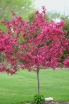 rośliny ozdobne -  Jabłoń ozdobna Ola (Malus Ola) C3/1-1,4m
