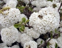 rośliny ozdobne -  Kalina ESKIMO Viburnum Eskimo C5/30-40cm *8*9T