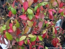 rośliny ozdobne - Kalina ESKIMO Viburnum Eskimo C5/30-40cm *8*9T