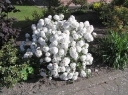 rośliny ozdobne - Kalina ESKIMO Viburnum Eskimo C5/30-40cm *8*9T