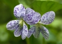 rośliny ogrodowe -  Fiołek motylkowaty FRECKLES Viola sororia - zestaw 3 szt. /P11 *K7