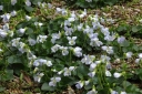 rośliny ozdobne - Fiołek motylkowaty FRECKLES Viola sororia - zestaw 3 szt. /P11 *K7