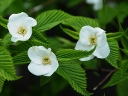 rośliny ozdobne -  Różowiec biały  syn. Okółkowiec czteropłatkowy  Rhodotypos scandens C3/30-40cm *K17