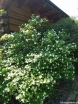 rośliny ogrodowe - Różowiec biały  syn. Okółkowiec czteropłatkowy  Rhodotypos scandens C3/30-40cm *K17