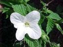 rośliny ogrodowe - Różowiec biały  syn. Okółkowiec czteropłatkowy  Rhodotypos scandens C3/30-40cm *K17