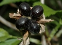rośliny ogrodowe - Różowiec biały  syn. Okółkowiec czteropłatkowy  Rhodotypos scandens C3/30-40cm *K17