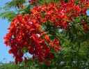 sadzonki - Płomień Afryki  Delonix regia 3 szt nasion